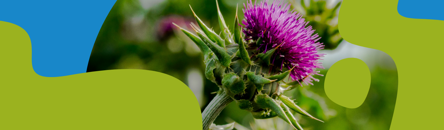 Burdock Oil Benefits for Hair and Skin