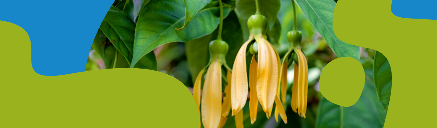 Ylang Ylang Essential Oil: Properties & Uses