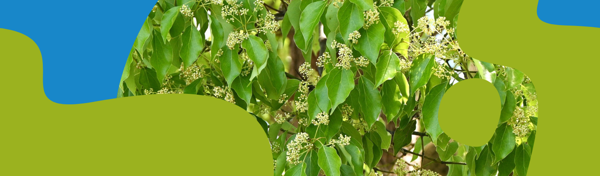 Camphor Essential Oil: Uses, Benefits & Safety