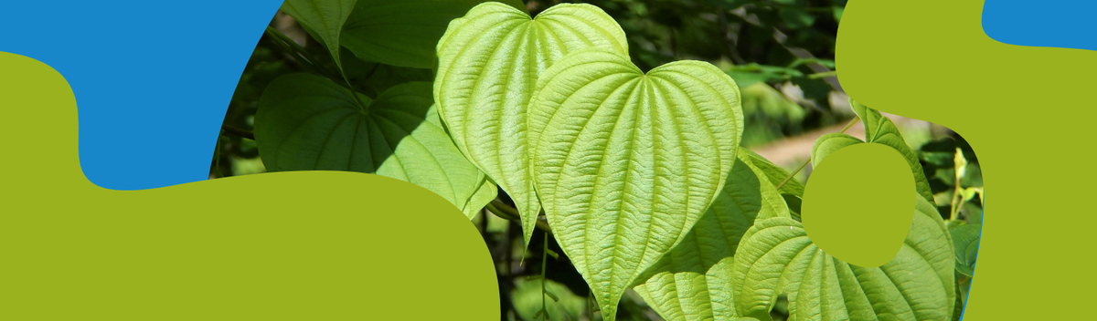 Wild Yam: Properties, Hormonal Benefits and How to Use It