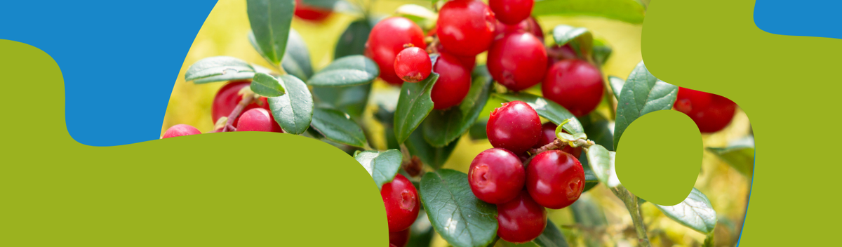 Cranberry: Health Benefits and Everyday Uses