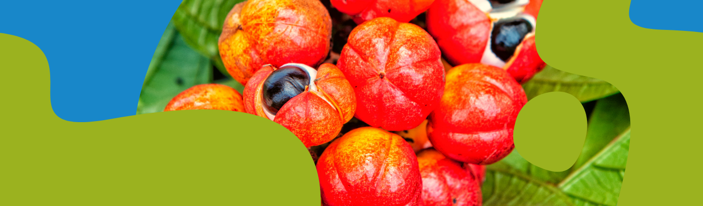 Guarana: Benefits, Dosage & Side Effects Guide